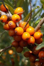 The fruit of the sea buckthorn bush. Photo courtesy of Google Images